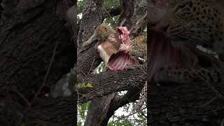 Leopard Cubs Fight Over Food!