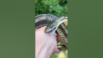 Thumbnail of Rat Snake Bites Human #shorts