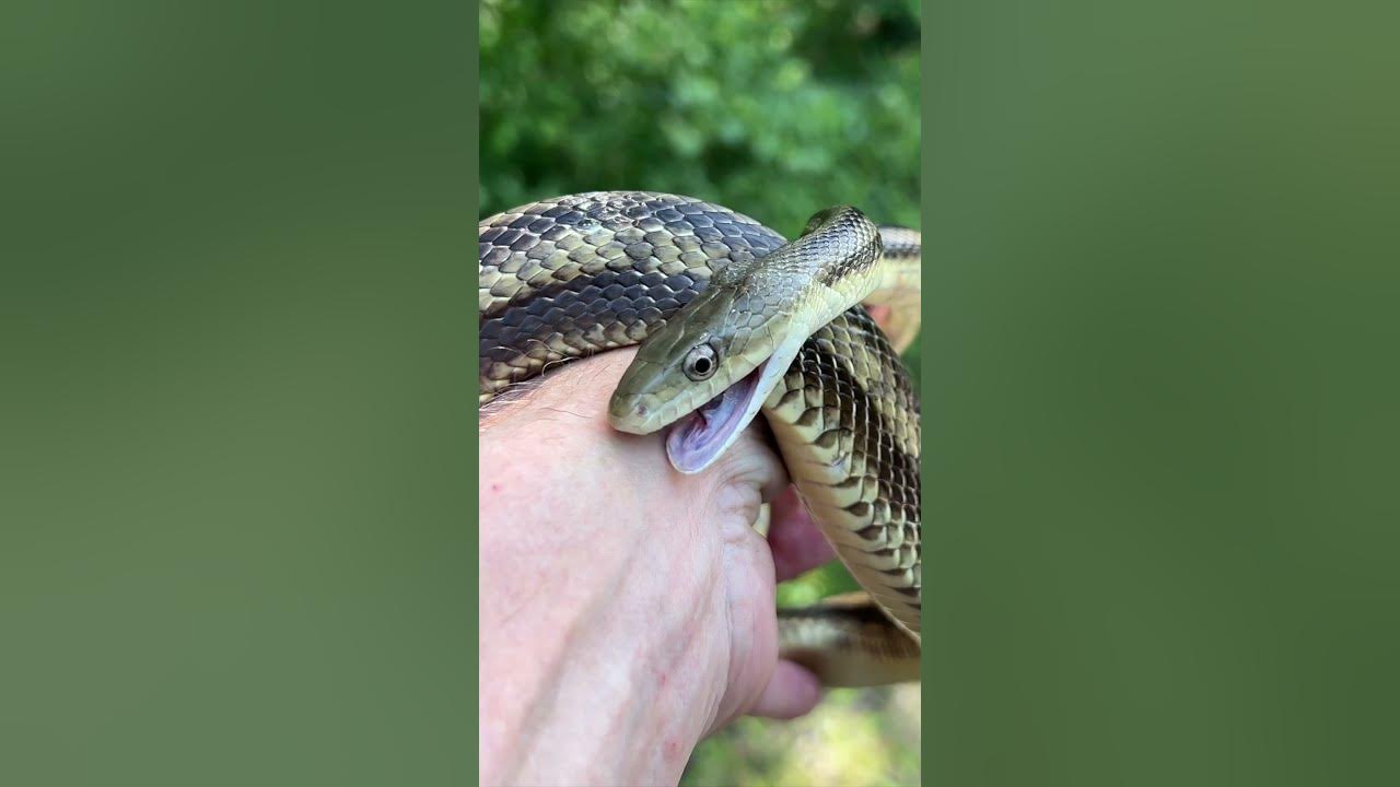 Rat Snake Bites Human #shorts