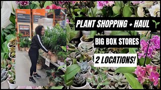 PLANT SHOPPING | HAUL | REPOT WITH ME  + PEST MAINTENANCE 🪴