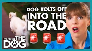 Jack Is An Accident Waiting To Happen!😱 | It's Me or The Dog