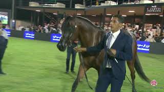 N 58 EY LANA   PSAIAHF 2024   Fillies 3 Years Old Class 3