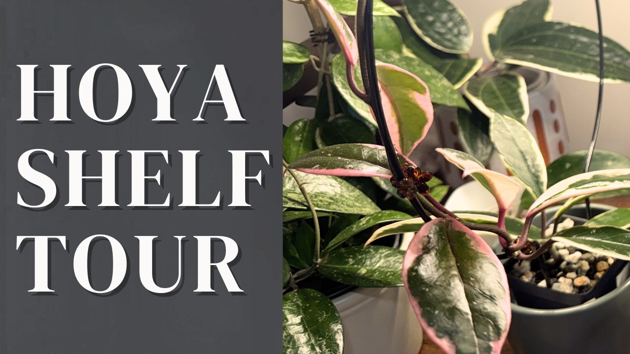Cozy Hoya Shelf Tour | Simple Styling Ideas