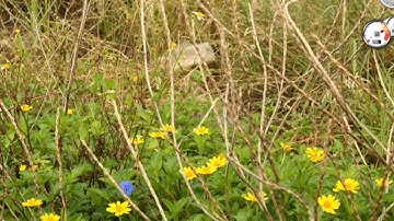 Hướng Dẫn Lisp rải taluy trên bình đồ "RTL"