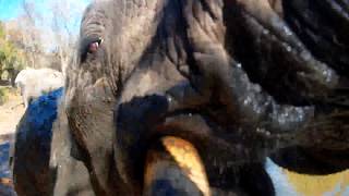 Thanks, Elephant... Now Whos Cleaning the Camera?