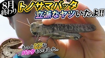 ショウリョウバッタモドキ Youtube