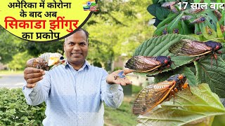 अमेरिका में कोरोना अभी ख़त्म हुआ नहीं की अब  CICADA का आक्रमण Cicada mating song