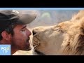 Lhomme qui cline et embrasse des lions