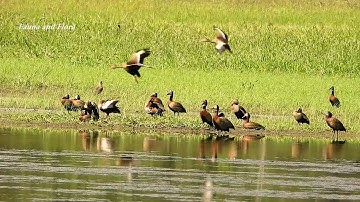 WHITE-FACED WHISTLING-DUCK,(DENDROCYGNA VIDUATA), IRERÊ, WILD DUCKS, Birds of flooded regions.