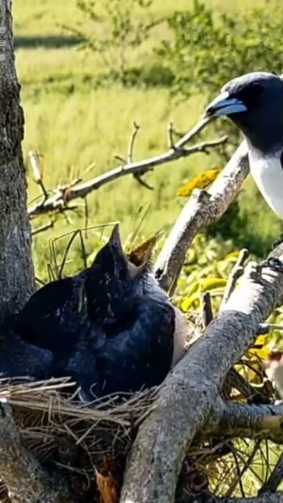 burung kekeb babi di alam liar