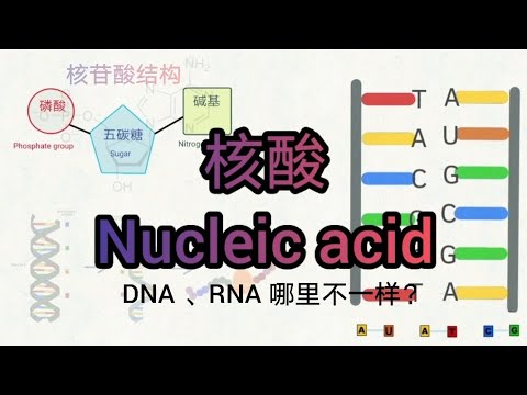 核酸 Nucleic acid | RNA和DNA不一样？ DNA转录&RNA转译 | 核苷酸的结构 （高中生物）