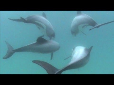 Video: Sind Hector- und Maui-Delfine gleich?