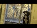 Dog Excited to Get Rescued