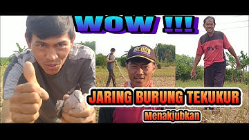 Jaring Burung Tekukur / Perkutut Seru Menegangkan