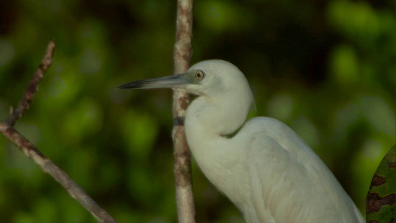 03 09 Little Blue Heron