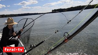 Catching Flathead Catfish on Cutbait