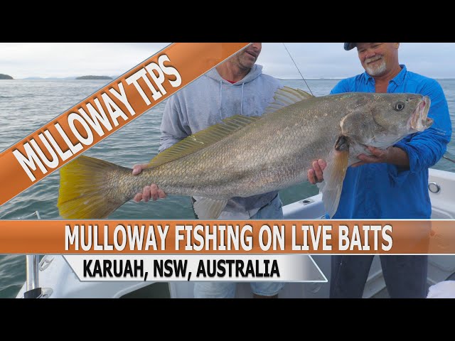 Fishing Edge Episode - Fishing For Mulloway On Live Baits class=