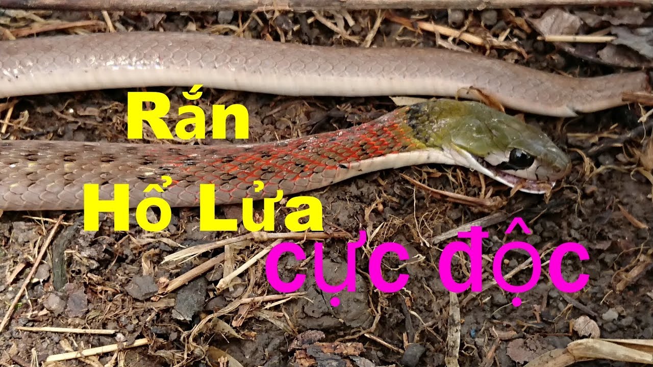 Rắn Hổ Lửa(Poison Snake)Rắn Cực Độc Chỉ Có Ở Miền Tây | Mtpl - Youtube