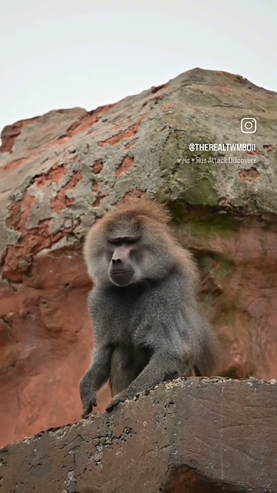 Hamadryas Baboon. #HamadryasBaboon #Baboon #TheRealTŵmBoii #TheRealTŵmBoiiPhotography