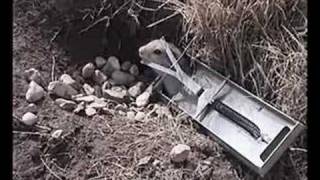 Lee's TrapWorks Gopher Trap -2
