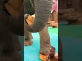 Big elephant #shorts #animals #youtubeviral