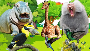 Animals video and sound :  giraffe sounds , hornbill , baboon sounds, hippo, hummingbird sounds