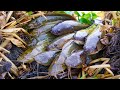 This Muddy Water Hides a Big Surprise! ¦ Amazing Fishing. LIVE