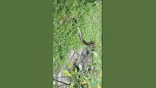 Hala snake