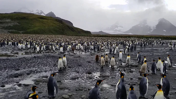 King Penguins Colony at Salisbury Plain, South Georgia