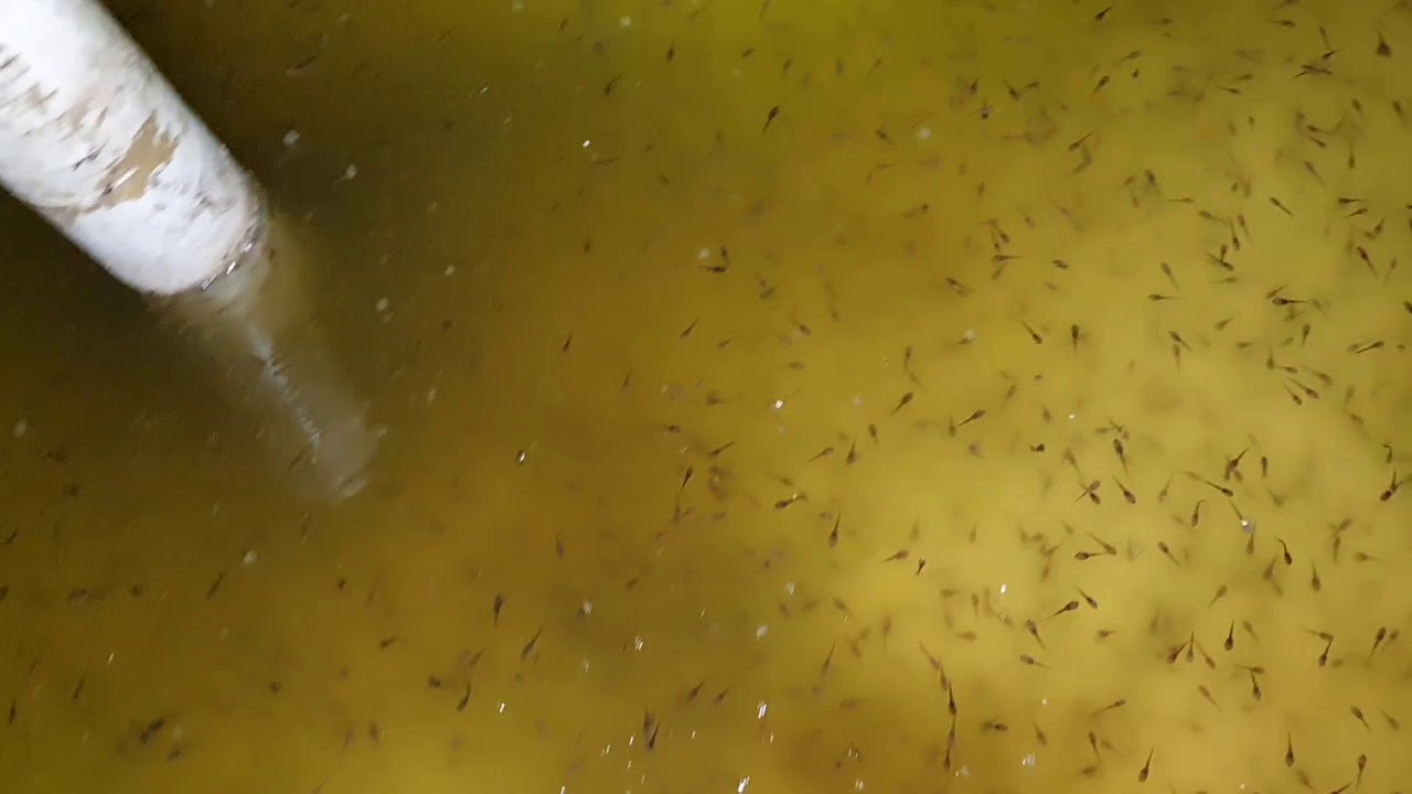 Nòng Nọc 4 Ngày Tuổi Chuẩn Bị Ra Đi