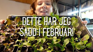 Dette har jeg sådd i februar!