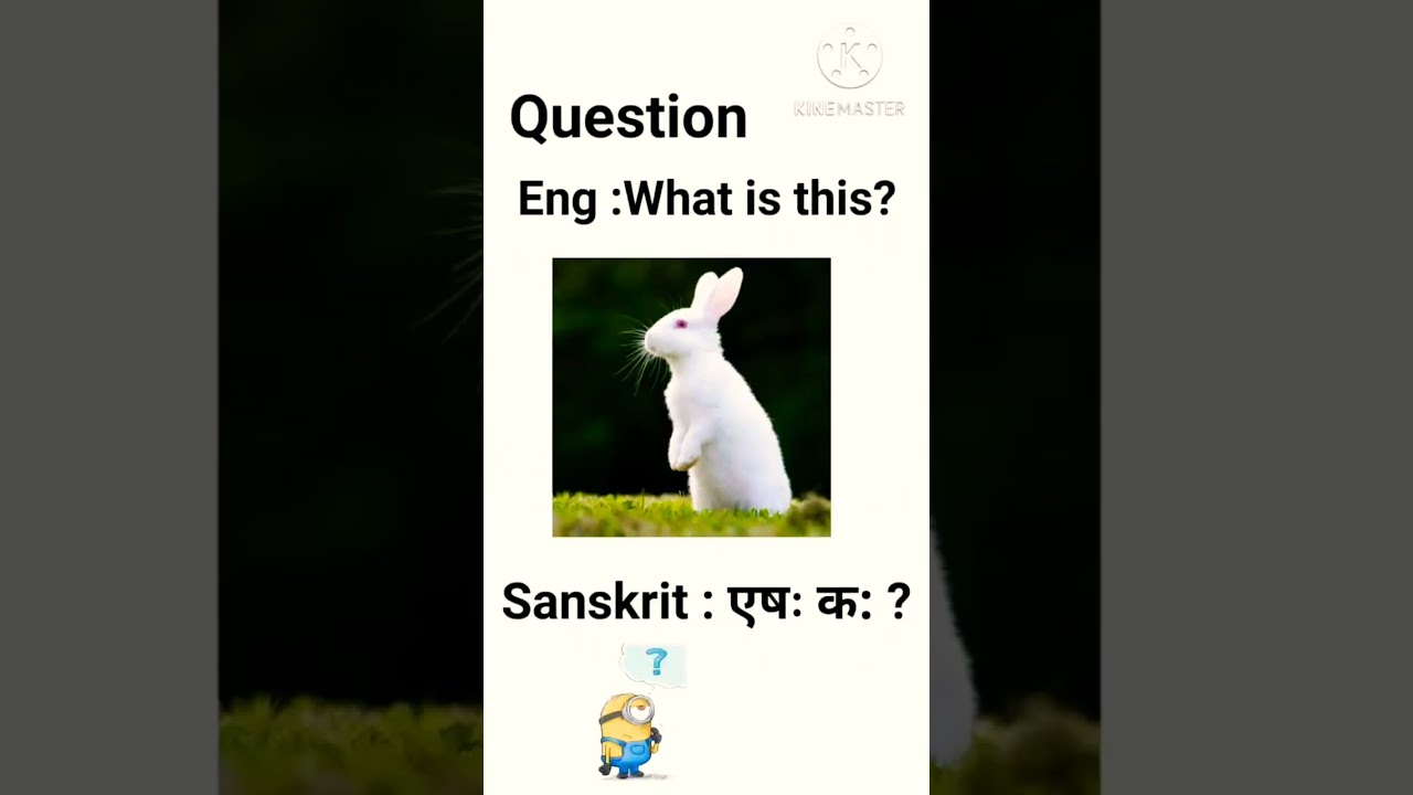 Download Rabbit in sanskrit..#sanskrit #translation
