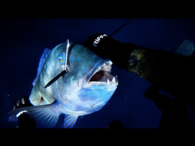 Spearfishing – Blackspot Tuskfish