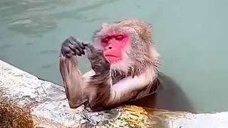 The Funniest and Most Dramatic Monkey Video You Never Expected!