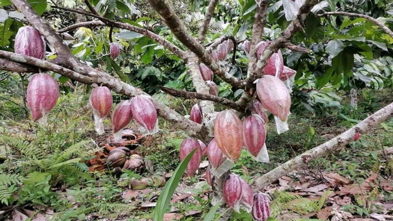 Serbisyong Hingpit/Tips on how to apply fertilizer on Cacao