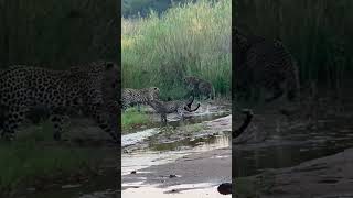 3 Leopards Have Epic Battle With Honey Badger