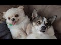 子犬から成長したこてもみ！保護犬と先住犬