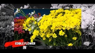 EDIBLE FLOWER, Bunga Yang Lezat DImakan | RAGAM INDONESIA (06/05/19)