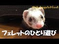 フェレットのクック、おもちゃで遊ぶ-ferret play with toys-