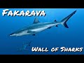 Fakarava  wall of sharks  french polynesia