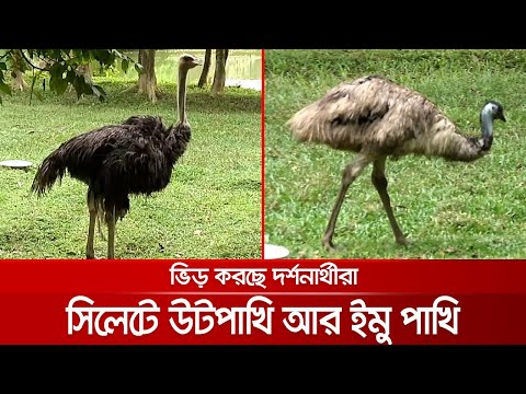 ভিডিও: উটপাখি আর ইমু কি একই?