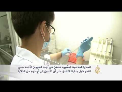 خلط الخلايا البشرية بالحيوانية يثير جدلا بأميركا