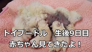 poodle Baby 9dayトイプードル生後9日目の赤ちゃん見てきたよ！