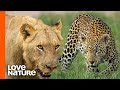 Old Leopard Narrowly Escapes Lion Attack | Predator Perspective