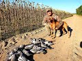 Шикарная охота на Вяхиря до последнего патрона, норма добыта, Pigeon hunting 2020 #охотанавяхиря