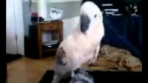 DANCING BIRD