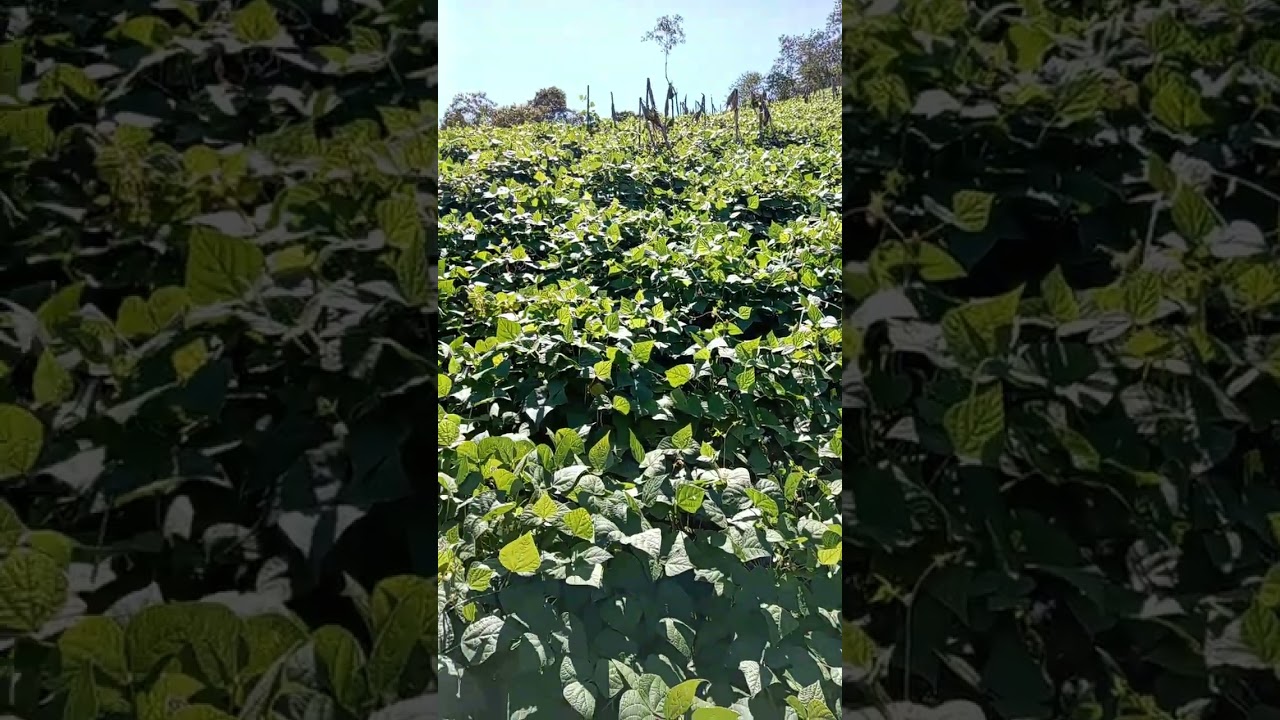 #una hermosa plantación de frijoles en verano #🇸🇻