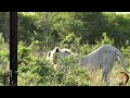 A Quick Sighting Of The Birmingham White Lion