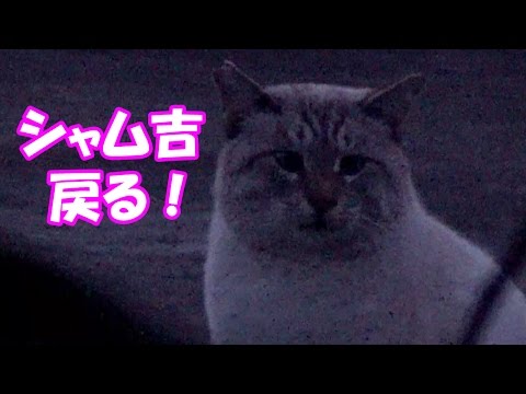 さくら猫になったシャム吉、ついに戻る! Siam Cat finnaly came back!