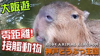 大阪遊 - 神戶動物王國 2018